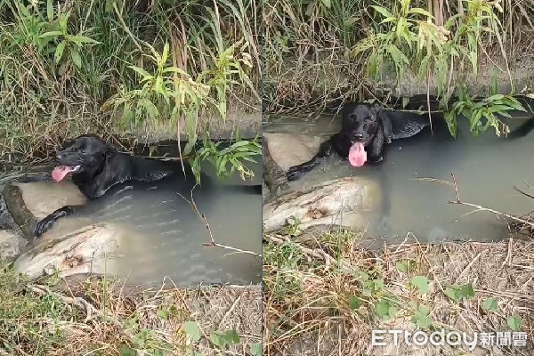 ▲▼熊熊（圖／飼主名彥授權）