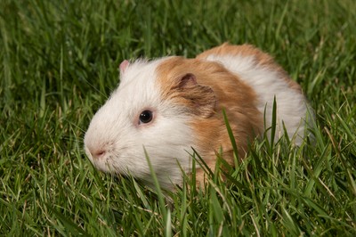 囚犯到動物收容所當志工　把「被棄養天竺鼠殺害」放冰箱煮食