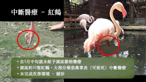 ▲▼動保團體抗議高雄淨園農場漠視動物福利、違法展演，中央、地方政府失職長期縱容虐待動物。（圖／翻攝自台灣防止虐待動物協會粉絲專頁）