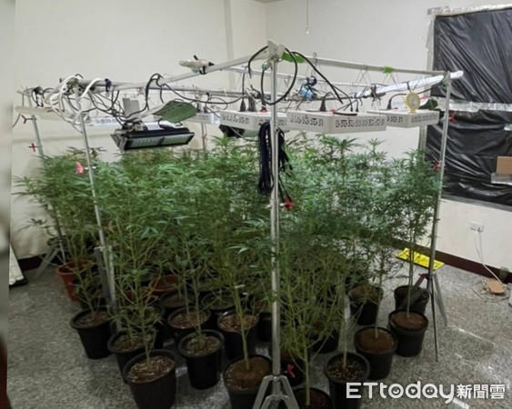 ▲犯嫌在租屋處種植大麻。（示意圖／ETtoday資料照）