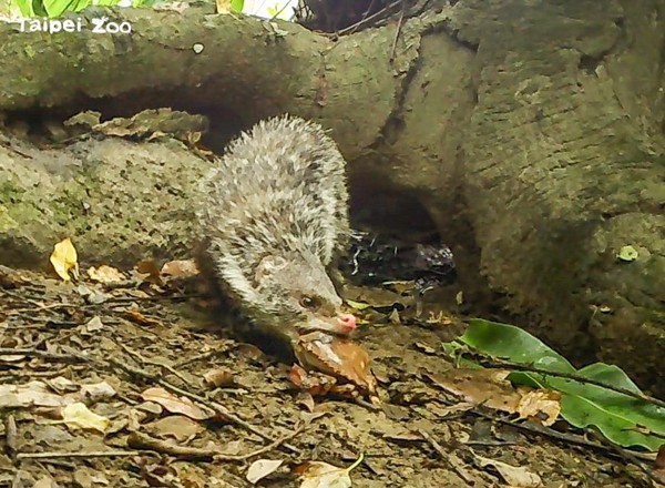 ▲▼「水岸餐廳」端新菜，水獺寶寶有口福。（圖／取自臺北市立動物園）