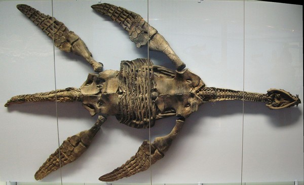 ▲蛇頸龍類的骨骼，位於斯圖加特。（圖／翻攝自維基百科）