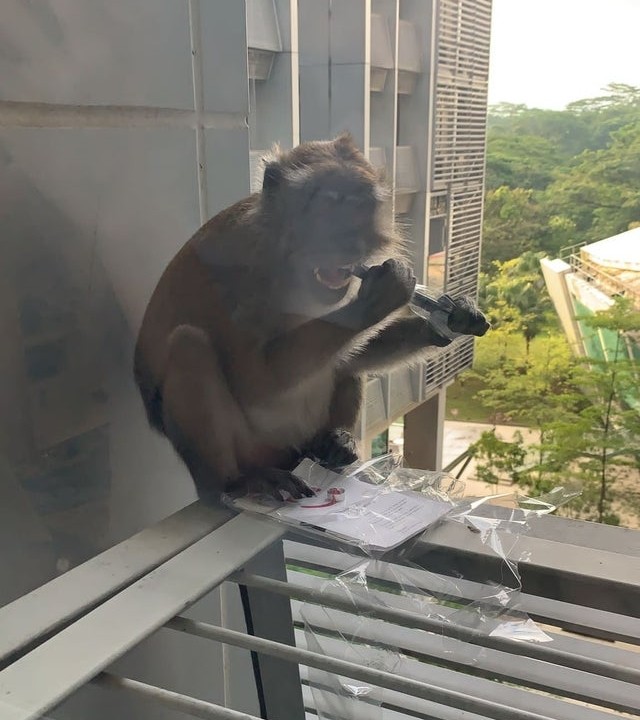 ▲▼新加坡南洋理工大學學生平板電腦遭猴子搶去狂啃。（圖／翻攝自reddit）