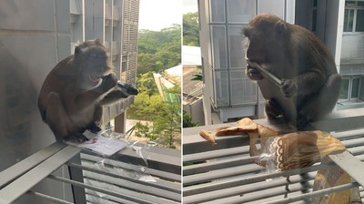 才剛領貨就被猴子搶劫！　「平板慘墜3層樓」男大生苦笑：剩繪圖筆還能用