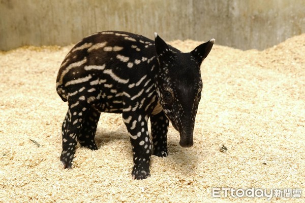 貘花豆新照。（圖／台北市立動物園提供）