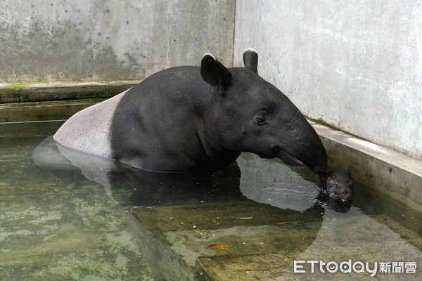 貘花豆新照。（圖／台北市立動物園提供）