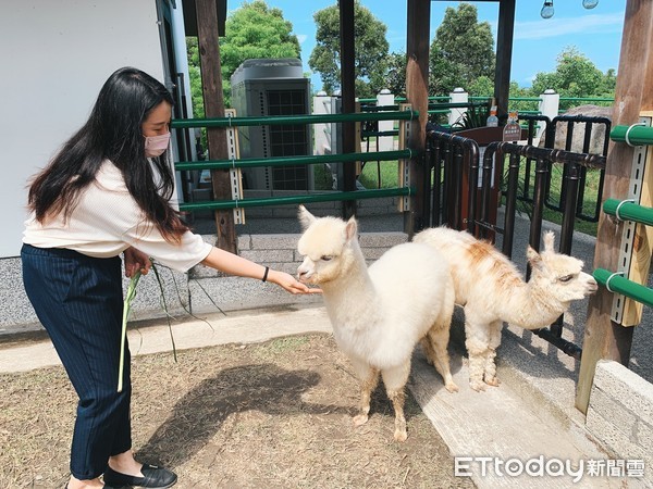 ▲▼綠舞國際觀光飯店水豚、羊駝可愛動物區。（圖／記者蔡玟君攝）