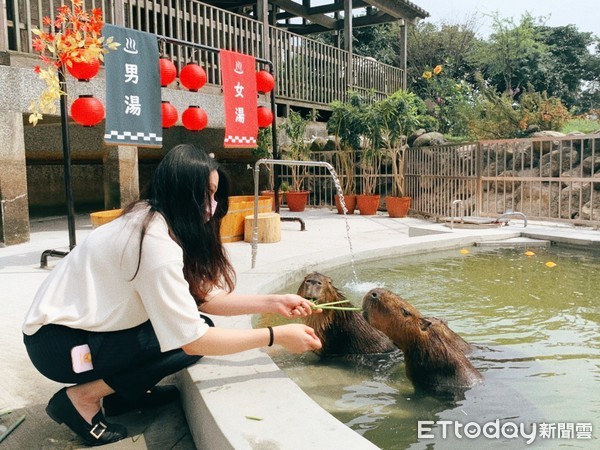 ▲▼綠舞國際觀光飯店水豚、羊駝可愛動物區。（圖／記者蔡玟君攝）