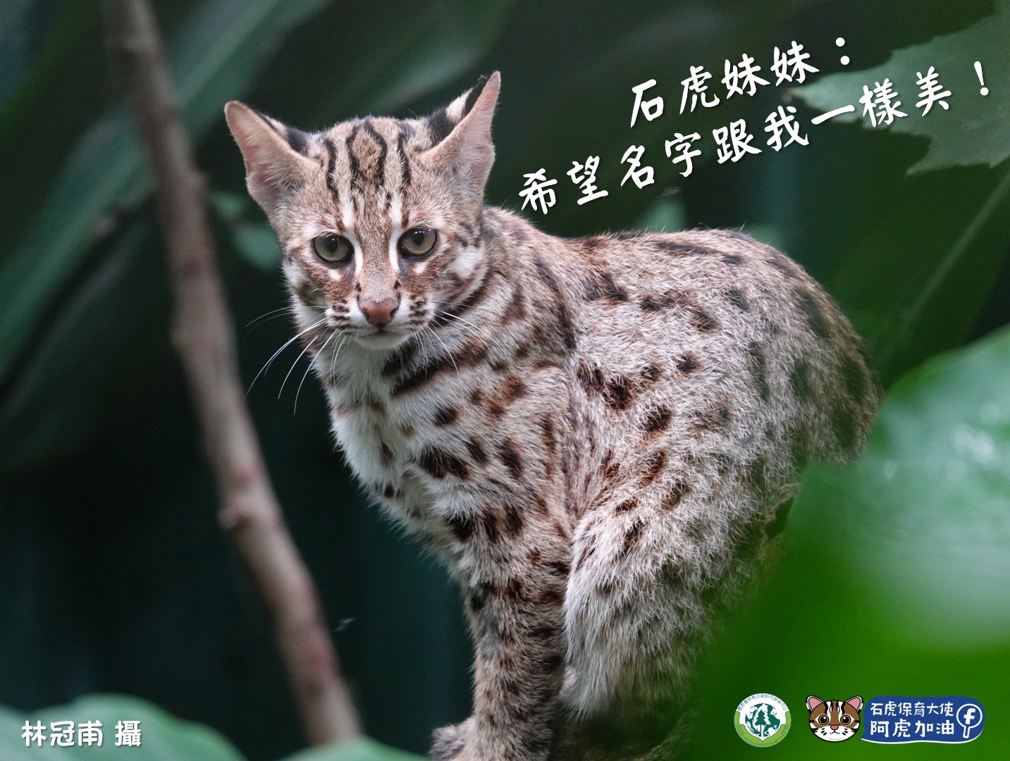 虎力旺虎力秀或石全石美 特生中心 1人1票幫 石虎小兄妹 取名 Ettoday寵物雲 Ettoday新聞雲