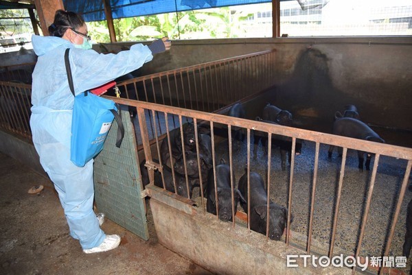 ▲為防堵非洲豬瘟，南投縣長林明溱呼籲養豬場改用飼料飼養。（圖／資料照片，南投縣政府提供）