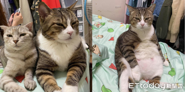 ▲▼肚子餓了！胖虎斑頭饋碗架「肚肚肉溢出」　眼神死：罐罐呢？（圖／網友Chen YonGhun授權提供）