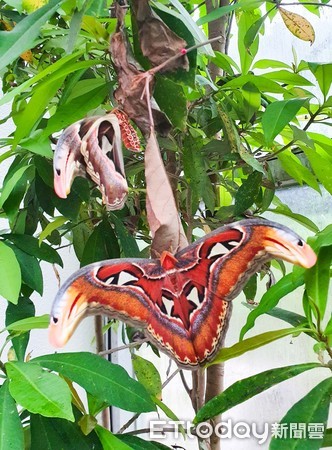 ▲▼（圖／台北市立動物園提供）