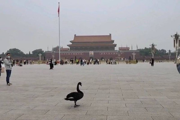▲北京天安門廣場出現一隻黑天鵝。（圖／翻攝自微博）