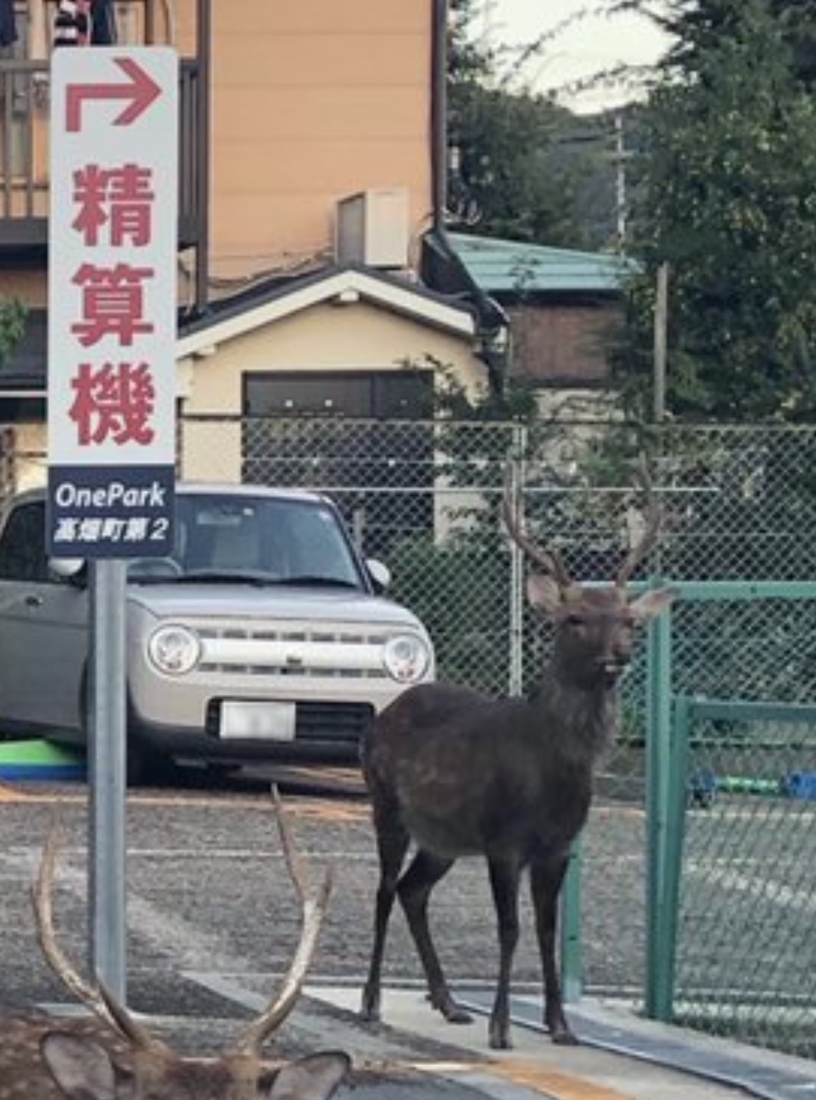 ▲▼奈良的鹿坐在停車場。（圖／翻攝自推特／@Steve_Eto）