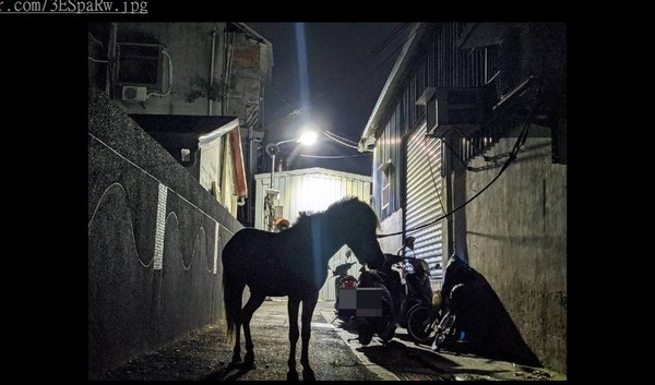 ▲有網友晚上回家，在路上看見馬。（圖／翻攝自批踢踢WomenTalk板）