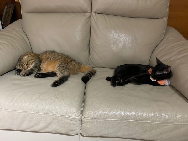 ▲▼莎莎的兩隻愛貓，酪梨（黑）、阿虎。（圖／莎莎提供）