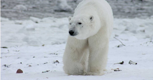 北極熊。（示意圖／pixabay）
