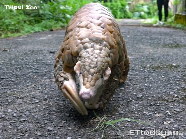 ▲▼穿山甲穿胖。（圖／台北市立動物園提供）