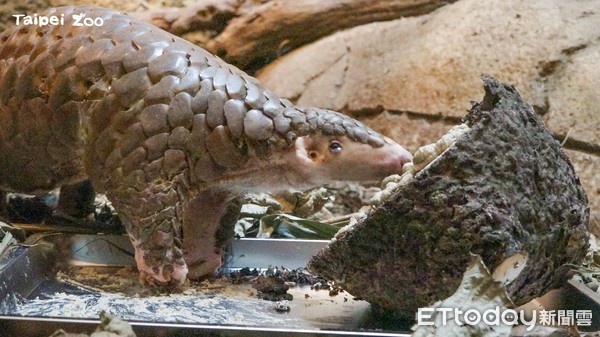 ▲▼穿山甲穿胖。（圖／台北市立動物園提供）