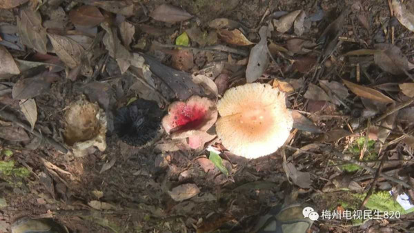 當地盛產紅菇，但死者當天採回的紅菇外型和平時食用的不同。（圖／翻攝梅州電視民生820）