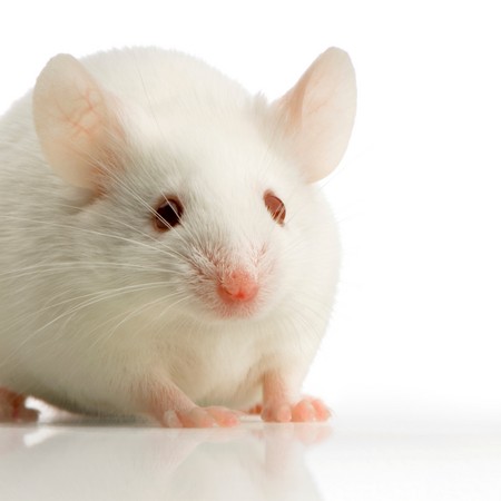 延年益壽？實驗小白鼠服葡萄糖胺平均壽命+10% | ETtoday新奇新聞| ETtoday新聞雲
