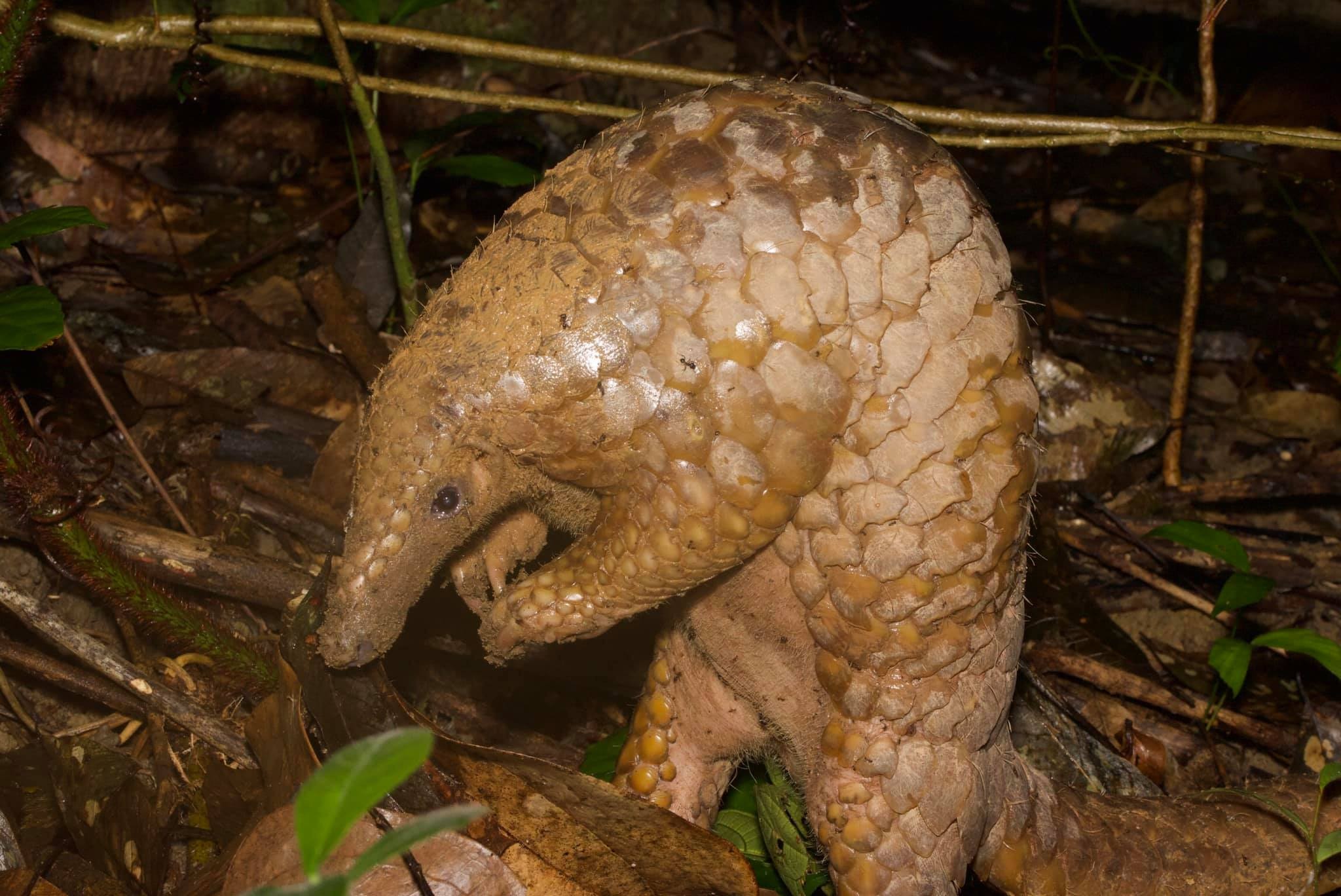 ▲▼新加坡野生穿山甲激似寶可夢穿山鼠。（圖／翻攝自Facebook社團／Singapore Wildlife Sightings）