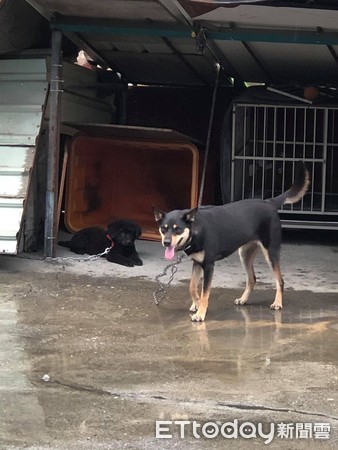 ▲▼2個月前痛失愛犬...她救受虐汪「開袋冒出黑熊臉」感動：小白指引。（圖／網友陳美慧授權提供）