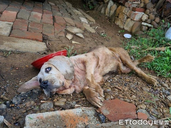 ▲米格魯老犬癱瘓倒泥地　3個月貼身照護牠「重新站起來」逼哭千人。（圖／新竹市浪愛傳遞貓狗tnvr協會提供）