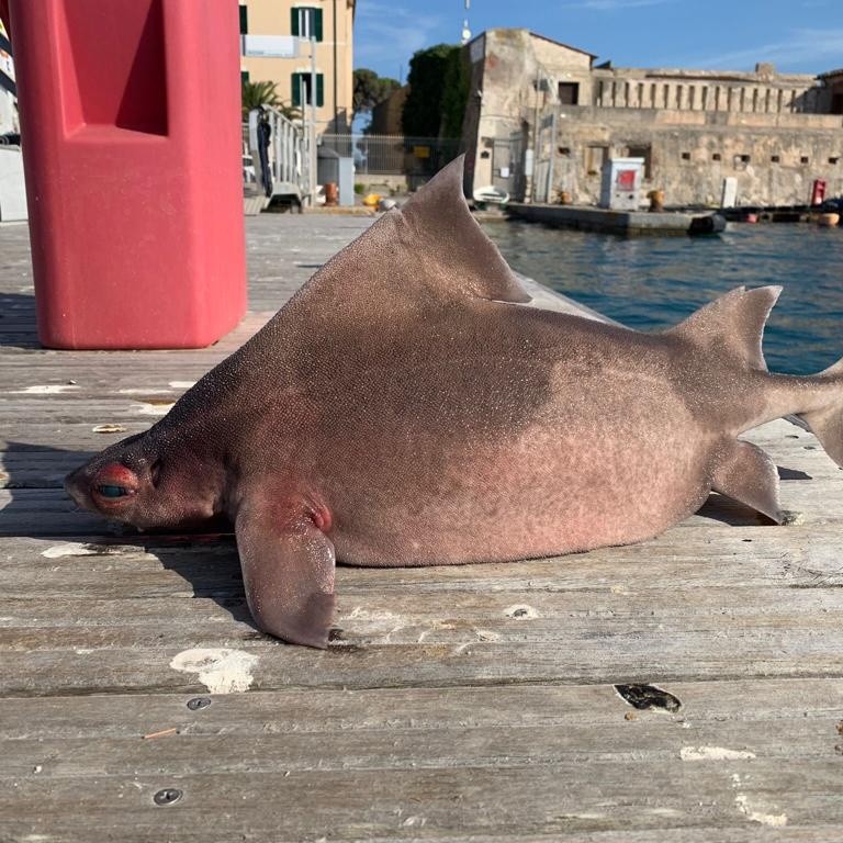 ▲▼義大利水手捕獲一隻長得像豬的鯊魚。（圖／翻攝自Facebook／Isola d`Elba App﻿）