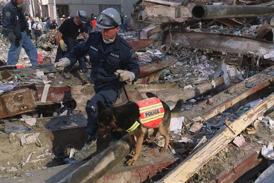 地震受困開狗罐頭可提早獲救？　搜救犬大隊神回：自己留著拌麵