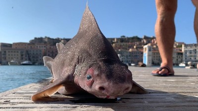 義大利海軍發現「長得像豬的鯊魚」　醜醜萌萌竟是瀕危物種！