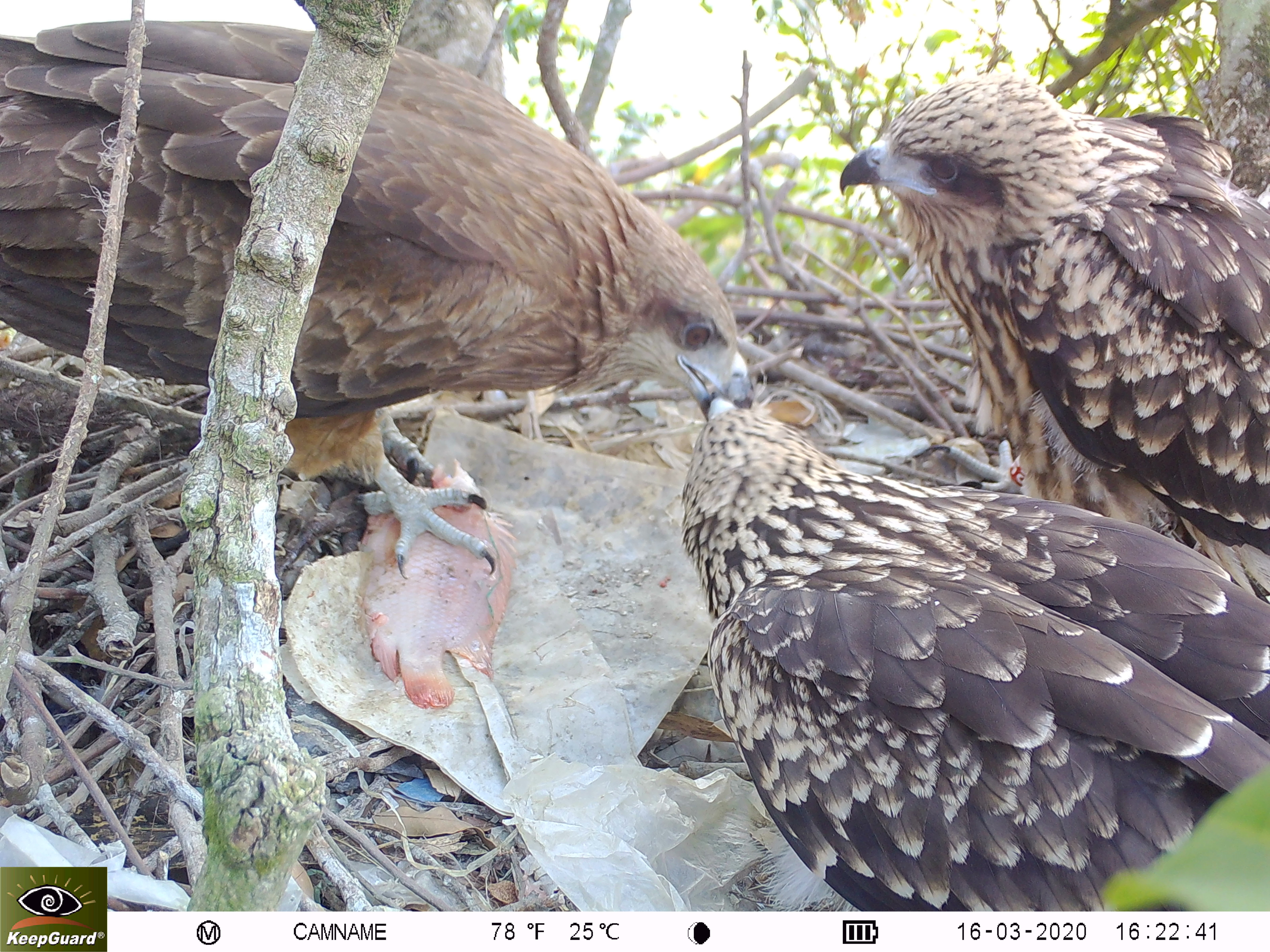 [新聞] 台灣野生動物族群數量監測　石虎減少、台灣黑熊增加了