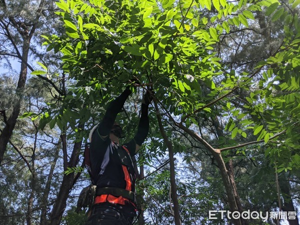 ▲台南市長黃偉哲表示，透過很好的修剪樹木技巧，讓台南市數量龐大的景觀綠樹，都能安全、健康、美觀的成長。（圖／記者林悅翻攝，下同）