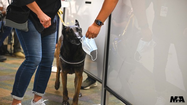 ▲▼邁阿密機場讓嗅探犬聞口罩的味道以偵測員工是否感染新冠。（圖／翻攝自推特／@iflymia）