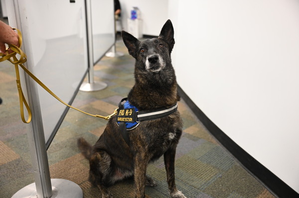 ▲▼邁阿密機場讓嗅探犬聞口罩的味道以偵測員工是否感染新冠。（圖／翻攝自邁阿密機場官網）