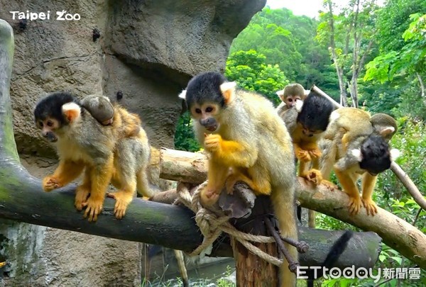 ▲▼黑冠松鼠猴。（圖／台北市立動物園提供）