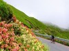 虎杖花染紅合歡山公路