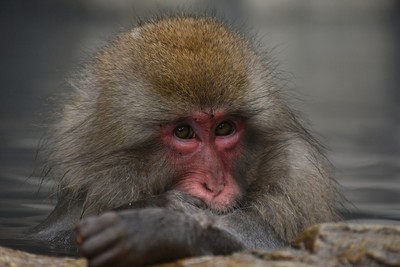 日本獼猴「破窗開門闖民宅」兩週內17人受傷　警加強巡邏派人追捕