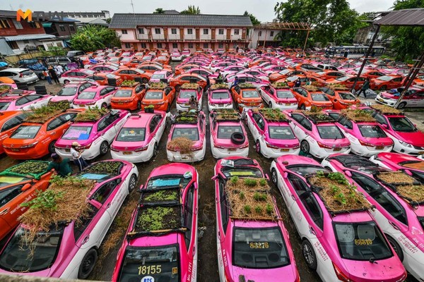 ▲泰國出租車業者將車頂變菜園，以節省生活開銷。（圖／翻攝自MThai）