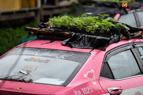 ▲泰國出租車業者將車頂變菜園，以節省生活開銷。（圖／翻攝自MThai）