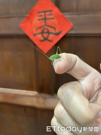 ▲台南山上花園水道博物館，入夏以來出現眾多特殊的昆蟲，甚至還有罕見且具有環境指標性的彩裳蜻蜓等，讓這處百年古蹟成為生態友善最佳場域。（圖／記者林悅翻攝，下同）