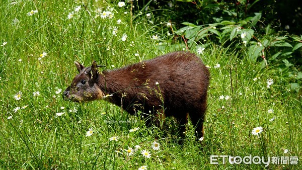 ▲玉管處籲登山時遇上野生動物，應採「三不原則」。（圖／玉山國家公園管理處提供）