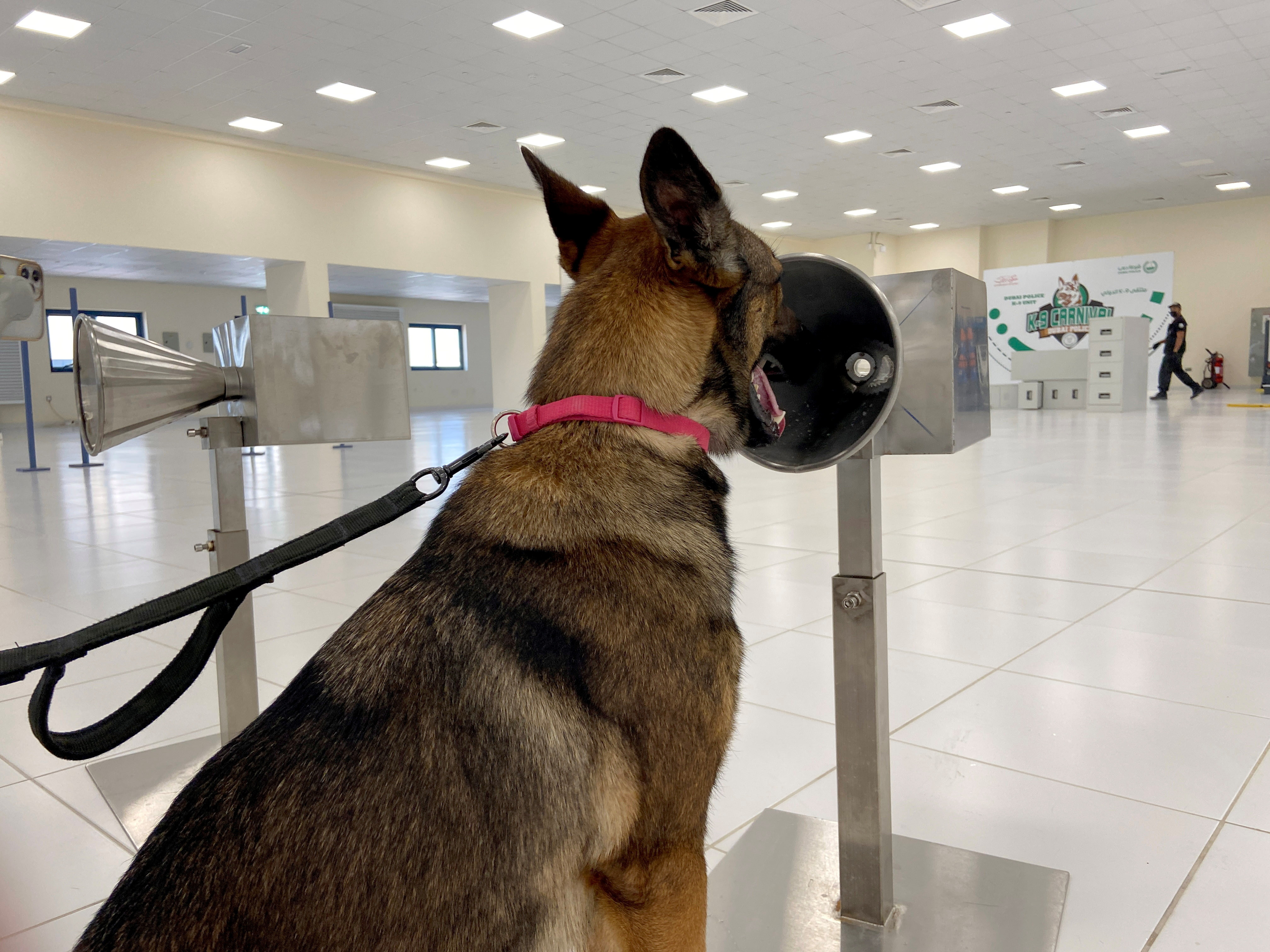 杜拜嗅探犬成防疫先鋒 機場 聞出確診者 嚴守國門準確率達98 Ettoday國際新聞 Ettoday新聞雲