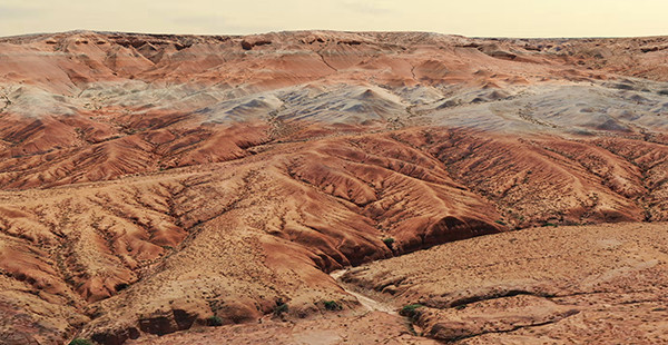 ▲大陸近日在內蒙古中部，發現距今約2000萬年前的短面猬化石。（圖／翻攝自中科院古脊椎所）