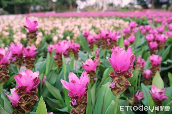 ▲花露農場暹羅鬱金香。（圖／記者彭懷玉攝）