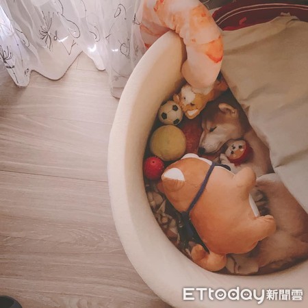▲▼柴犬睡在泡麵碗裡還抱小娃娃。（圖／網友Janice Wu授權提供）