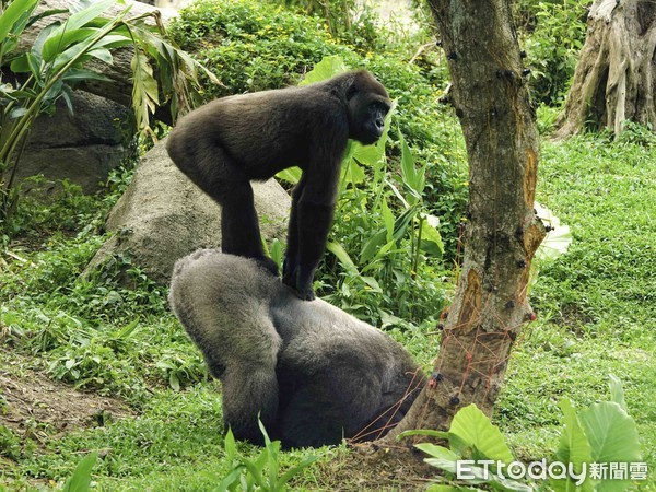 ▲▼金剛猩猩愛爬樹，破壞樹木的遮陰功能。（圖／台北市動物園授權提供）