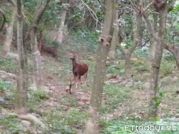 ▲田中長青步道鹿現蹤。（圖／劉昌元提供）