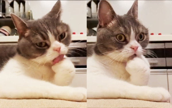 日本飼主分享自家貓咪原本沉醉在舔手手的日常中，突然被電視畫面嚇到整個石化的影片，笑翻網友爆紅，還吸引當時電視中演出的樂團轉推回文。（圖片翻攝推特@okumura_daiki）