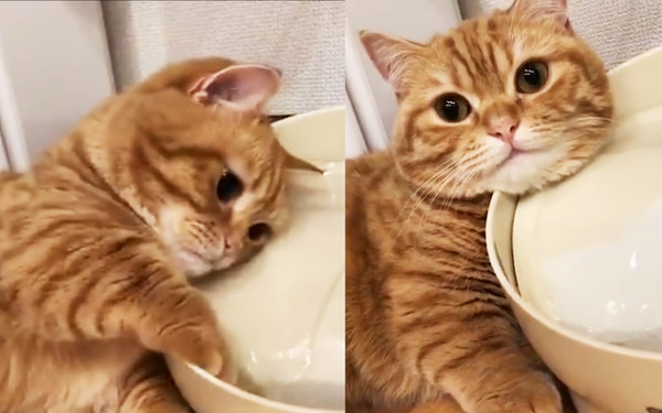日本網友分享家中貓咪特殊的飲水機用法，只見牠側臉躺在水裡邊喝水，笑稱這是順便洗臉，影片在推特上爆紅超過300萬次觀看。（圖片翻攝推特@puuuutttyo）